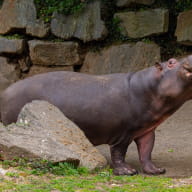 Hippopotame_Credit-Yves-Ndiaye_3