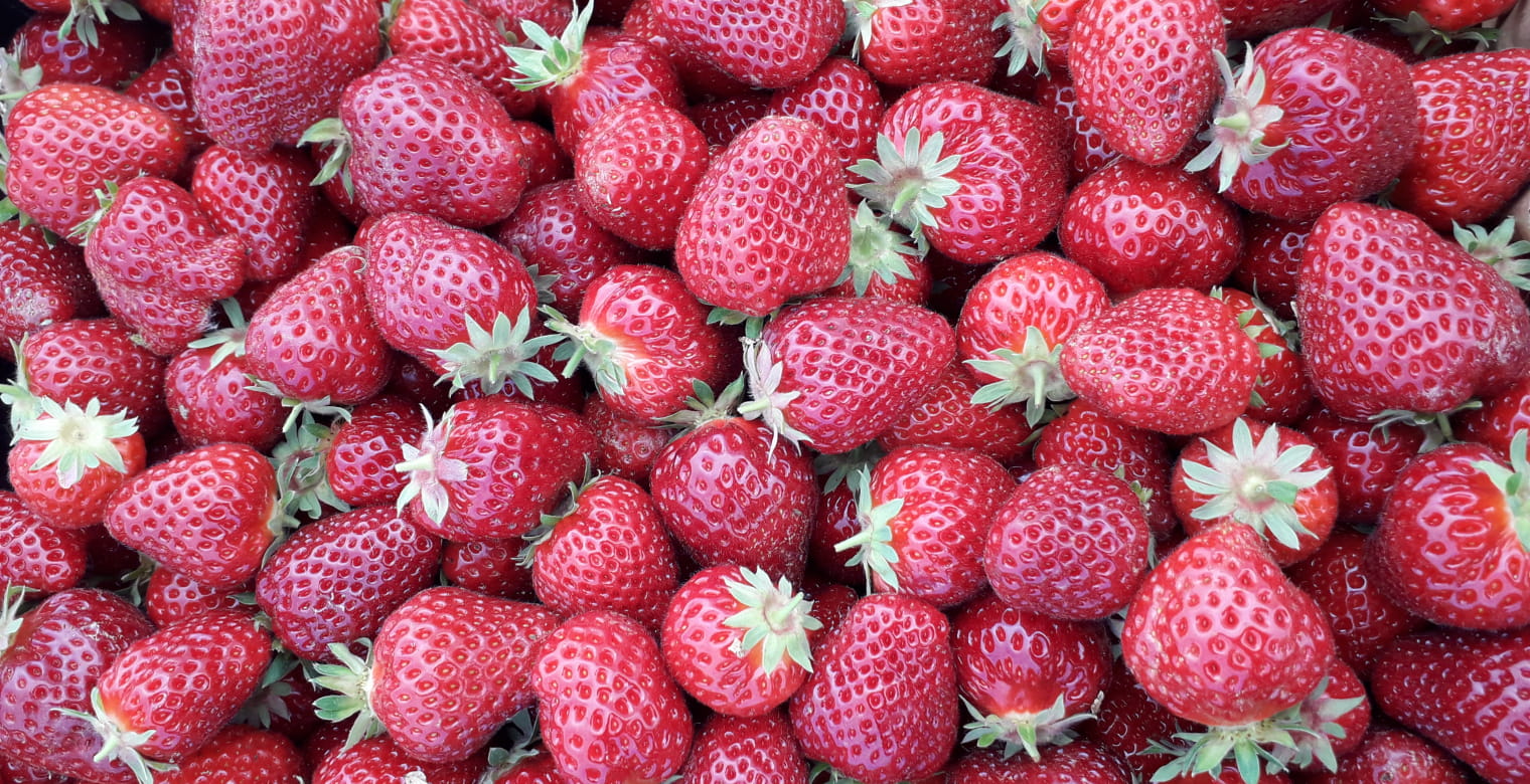 Vergers_du_Clos_a_lin_fraises