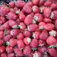 Vergers_du_Clos_a_lin_fraises