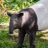 photo tapir gris zoo