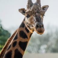 Girafe_1